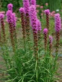 Liatris Nac. 80cm
