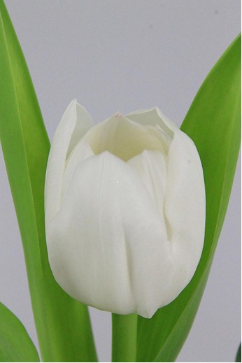 Tulipan Hol. Royal Virgin Blanco 40cm