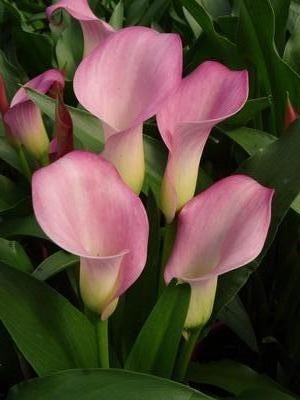 Calla Samur 50cm
