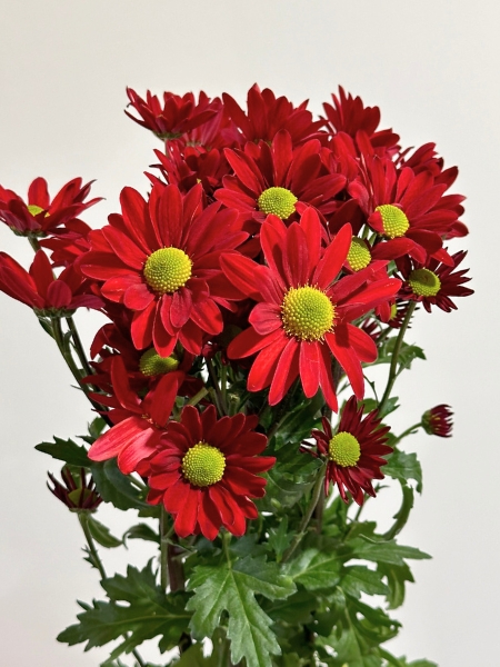 Margarita Nac. Roja 75gr