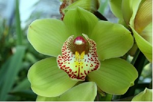 Cymbidium Melissa 80cm Verde