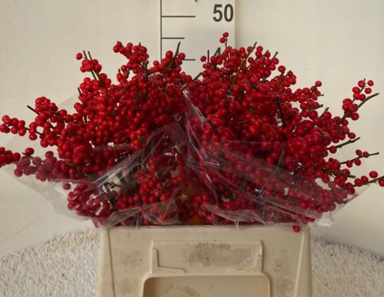 Ilex Verticillata 40cm