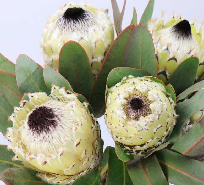 Protea Ice Queen 50cm