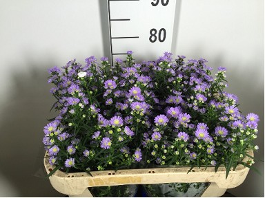 Aster Hol. Cassandra 70cm 25gr x25 Ma.