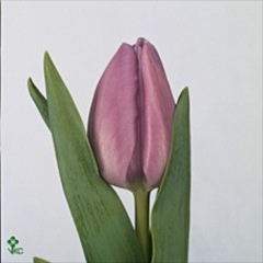 Tulipan Hol. Alibi 40cm Mlv.