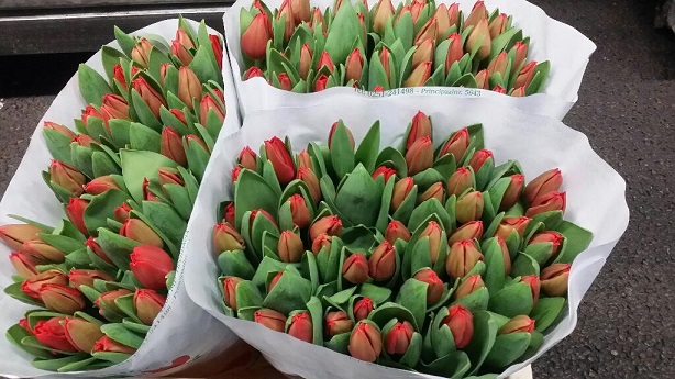 Tulipan Hol. Escape Rojo 35cm