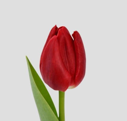 Tulipan Hol. Escape Rojo 35cm