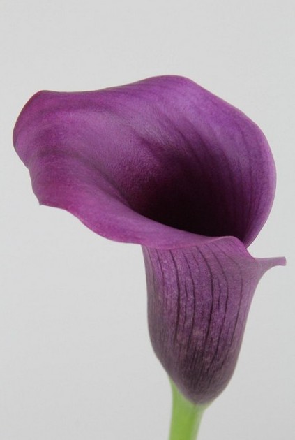 Calla Paco 50cm