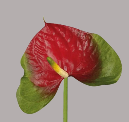 Anthurium Hol. Narita Bicolor 13  "CC12"