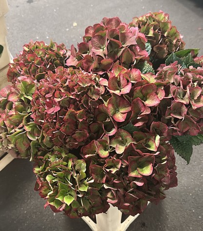 Hortensia Hol. Glow Alps Classic 60cm 16/18 Bic.