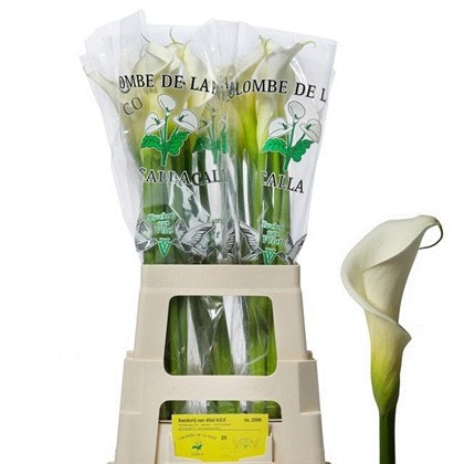 Calla Gr. Hol. Colombe Paix 70cm