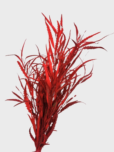 Grevillea Pintada Rojo 75cm 200gr