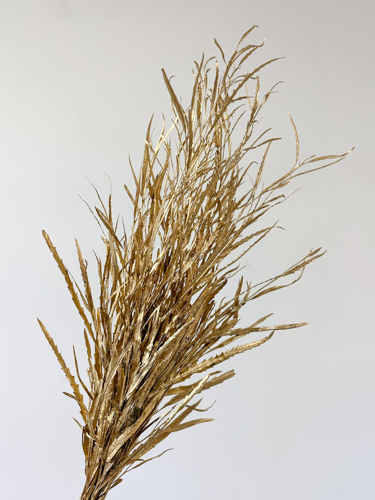 Grevillea Pintada Oro 75cm 200gr