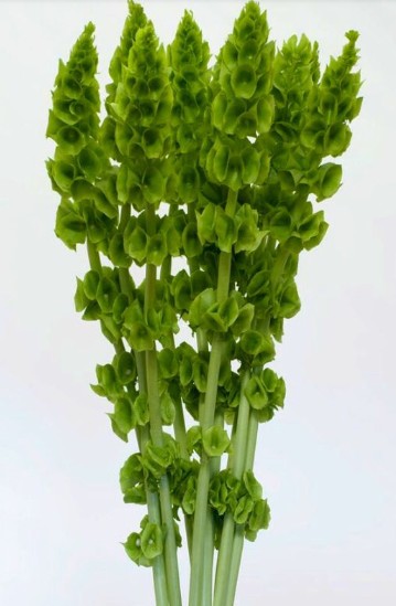 Moluccella Hol. 90cm