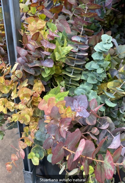 Eucalipto Otoal Nacional