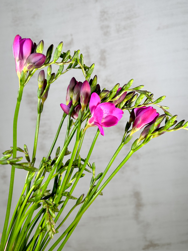 Fresia Nac. Fucsia Extra