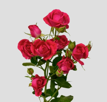 Ramificada Alicia 50cm Fucsia