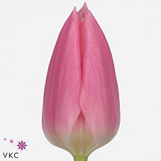 Tulipan Hol. Matchmaker Rosa 40cm