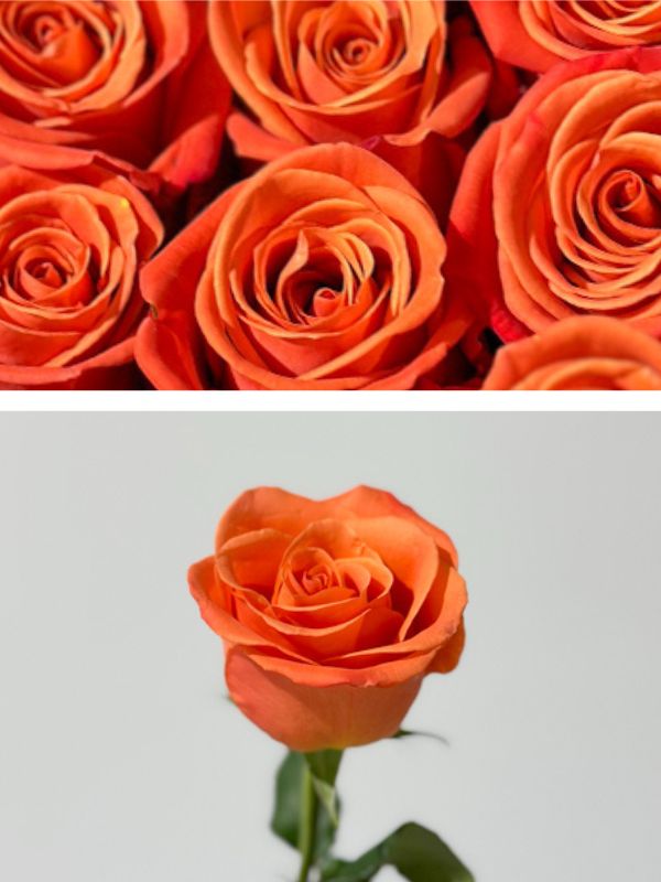 Rosa Ecu. Orange Crush 60cm Na