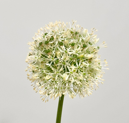 Allium Mount Everest  80cm