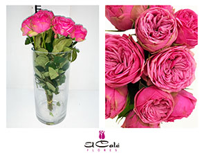 Ramificada Piano Pink 35cm