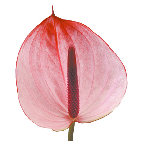 Anthurium Hol. Max. Elegance x12 Bicolor