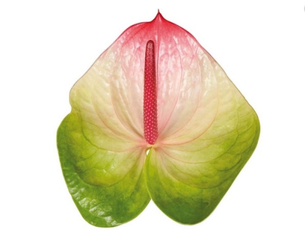 Anthurium Hol. Zafira 15  "CC10"