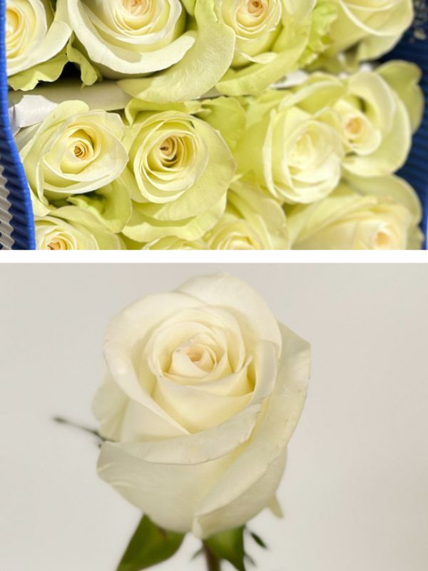 Rosa Ecu. Alba 50cm Bl.
