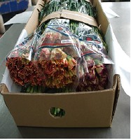 Clavel Col. Standar Bicolores Mixtos