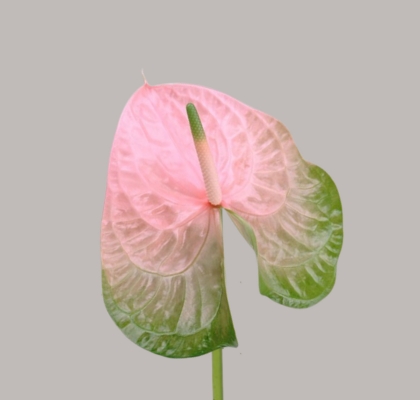 Anthurium Hol. Gabriella �13  "CC12"