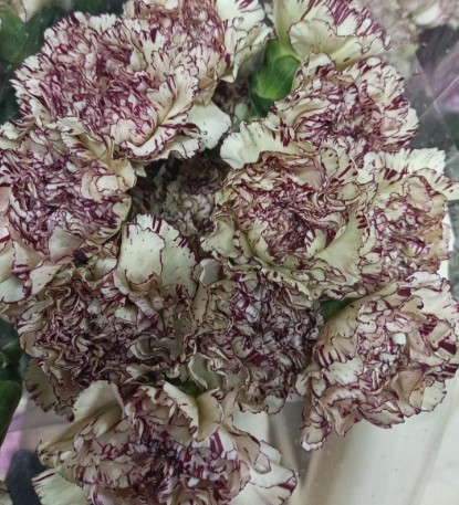 Clavel Col. Fancy Bicolor