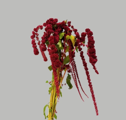 Amaranthus Hol. Rosary 70cm