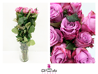 Rosa Hol. Maritim 50cm Mo.