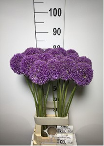 Allium Globemaster Gigante 80cm