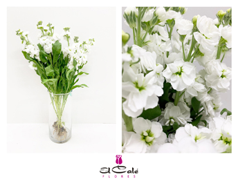 Aleli Hol. Centum White 55cm "T10"