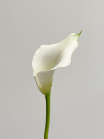 Calla Captain Ventura 55cm