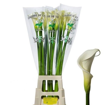 Calla Gr. Hol. Colombe Paix 100cm