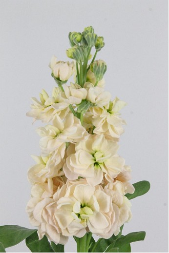 Aleli Hol. Aida Apricot 60cm "T10" Sal