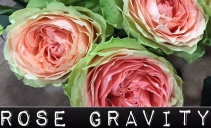 Rosa Hol. Gravity 50cm Bi.
