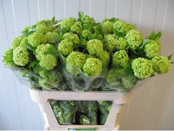 Viburnum Roseum 80cm 2bl