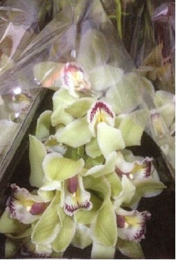 Cymbidium Piedmont 60cm Verde