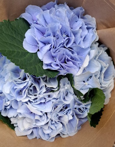 Hortensia Hol. Verena Azul 60cm 18/20