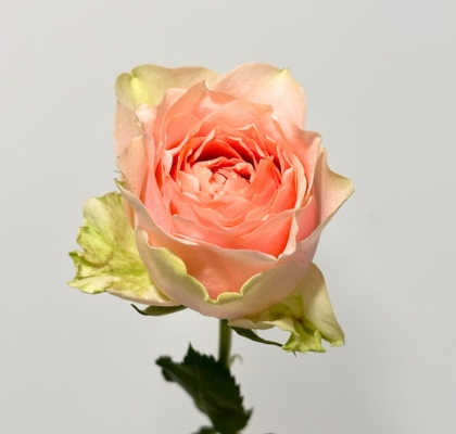 Rosa Hol. Gravity 60cm Bi.