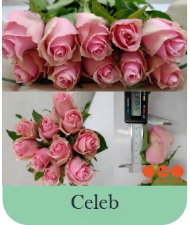 Rosa Hol. Celeb 50cm