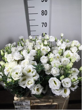 Lisiantus Hol. G Ros. White 65cm 45gr "T10"