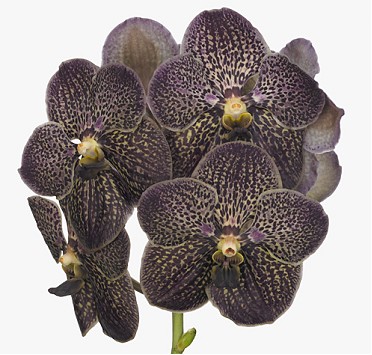 Vanda Choco Brown x16