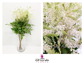 Astilbe Whasingthon 45cm