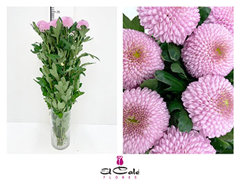 Uniflor Hol. Momoko 70gr