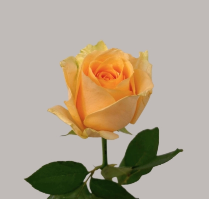 Rosa Hol. Avalanche Peach 50cm