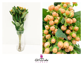 Hypericum Ecu. Mellow Romance 50cm "T25" Peach